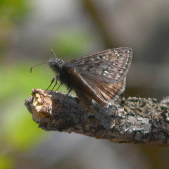 Erynnis telemachus