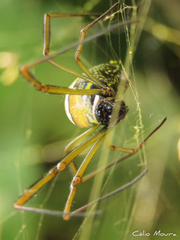 Trichonephila clavipes