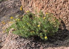 Heterotheca stenophylla