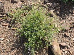 Monechma spartioides