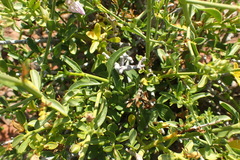 Monechma spartioides