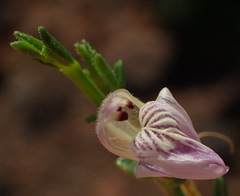 Monechma spartioides