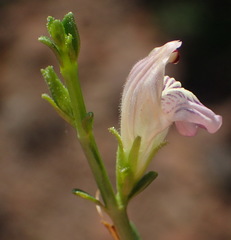 Monechma spartioides