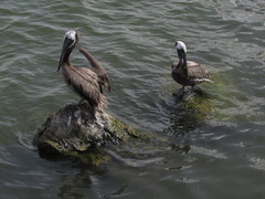 Pelecanus occidentalis