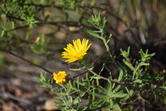 Heterotheca stenophylla