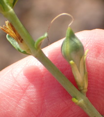 Monechma spartioides