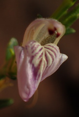 Monechma spartioides