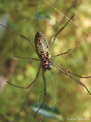 Trichonephila clavipes