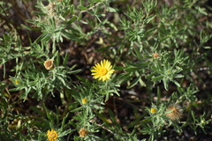 Heterotheca stenophylla