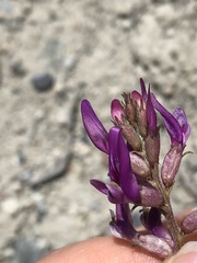 Astragalus casei