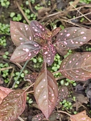 Hypoestes phyllostachya