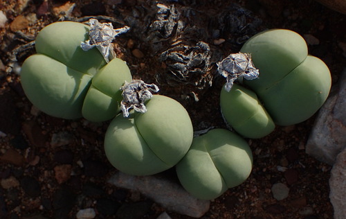 Image of Gibbaeum heathii by (c) Nicola van Berkel, some rights reserved (CC BY-SA)