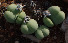 Gibbaeum heathii
