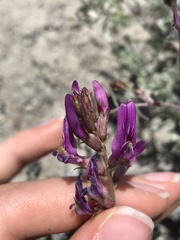 Astragalus casei