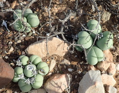 Gibbaeum heathii