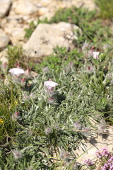 Convolvulus calvertii calvertii