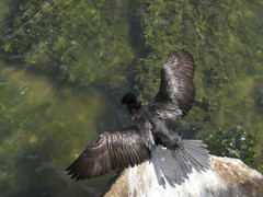 Nannopterum brasilianum