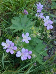 Geranium sylvaticum