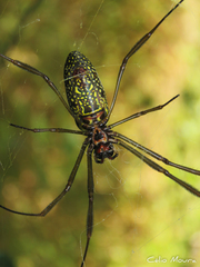 Trichonephila clavipes