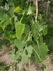 Populus