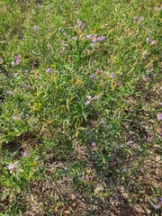 Astragalus arenarius