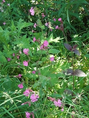 Silene dioica
