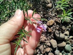 Astragalus arenarius