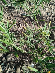 Astragalus arenarius