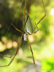 Trichonephila clavipes