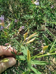 Astragalus arenarius