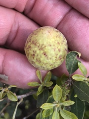 Andricus vacciniifoliae