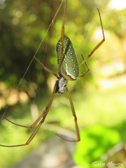 Trichonephila clavipes