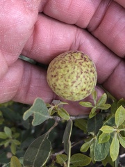 Andricus vacciniifoliae