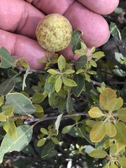 Andricus vacciniifoliae