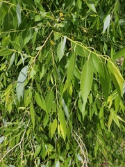 Salix