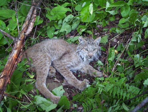 Canada Lynx