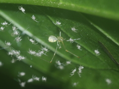 Meotipa spiniventris