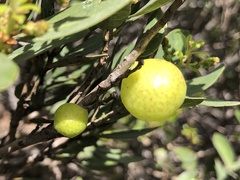 Andricus vacciniifoliae