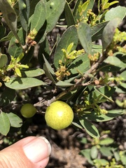 Andricus vacciniifoliae