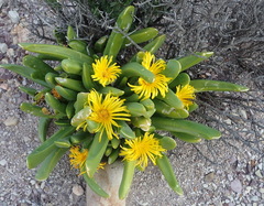 Glottiphyllum regium