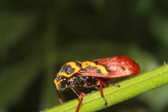 Locris areata