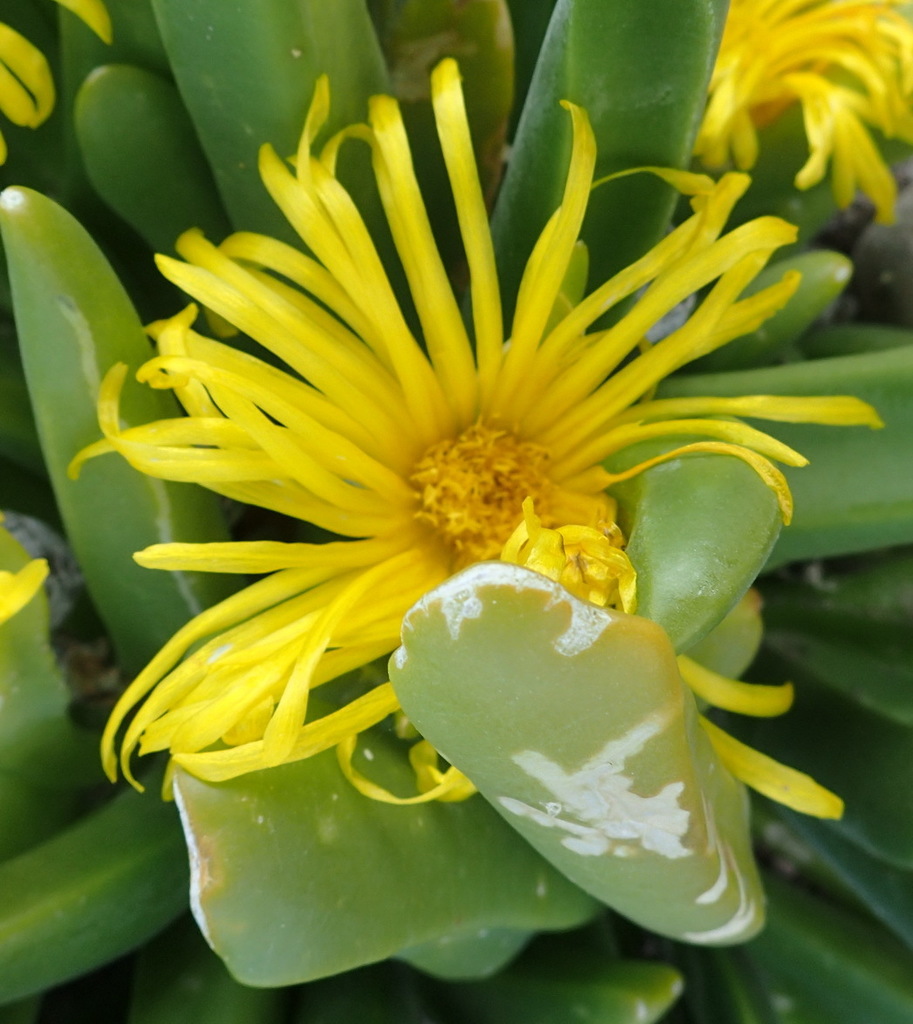 Glottiphyllum regium (Glottiphyllum regium)