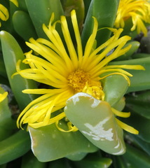 Glottiphyllum regium