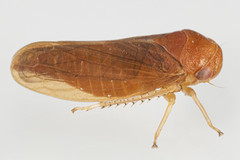 Oncopsis sobria