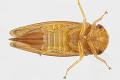 Oncopsis sobria