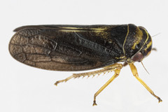 Oncopsis variabilis