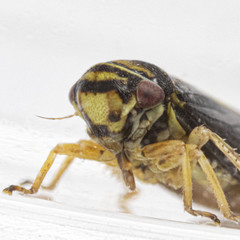 Oncopsis variabilis