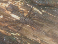 Heteropoda tetrica