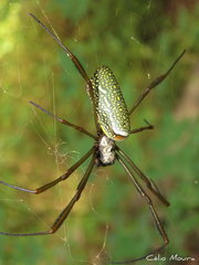 Trichonephila clavipes