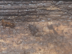Myrmecophilidae